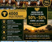 Capitalización 4000 Vacas Campo Disponible
