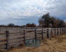 Campo Mixto 720 Hectáreas