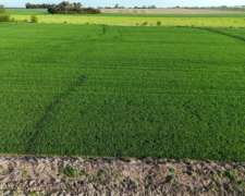 340 Ha Agricolas Capitan Sarmiento