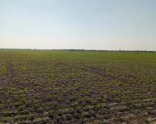 Campo Agricola en Venta 500 Has Santa Sylvina Chaco