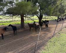 Borregas y Carneros Santa Inés