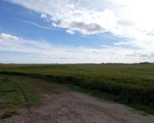 Campo de 475 Hectareas Agricola, Ubicado en San Cayetano