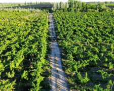 Finca 5.5 Ha con D° de Riego, Junin, Mendoza