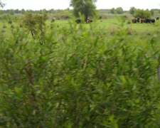 Entre Rios, Ibicuy Vendo 350 Has Frente al Puerto