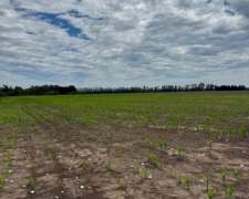 Campo Agrícola 17 Hectáreas