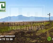 Campo 90% Agric Sobre Ruta 72 Cnel Pringles 300 HAS/3600 USD