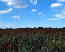 600 Has Tostado Santa FE