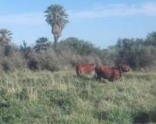 Papagayos - 1034 Ha - San Luis