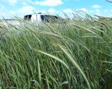 45 Has. Agrícolas Baradero Areco sin Mejoras Edilicias