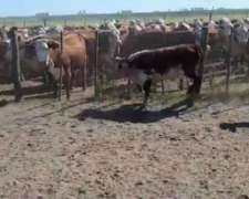 70 Vacas Invernada y Medio Diente Braford Brangus