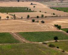 Alquiler De Campo En Chaco - 2000 Ha