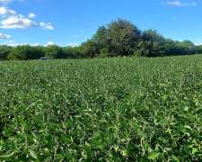 Campo Agricola 260 Hectáreas Gualeguaychu