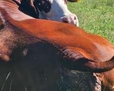 Campo Venta Mixto 3900 Ha Tandil AYA