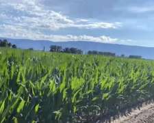 30 Ha con Ruego por Canal en San Luis