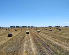 Rollos de Avena Semillada