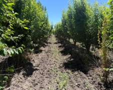 Finca 21.5 Ha En San Roque, Maipú