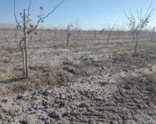 Campo de 200 Has con 30 Has de Pistacho 1er Producción 2026