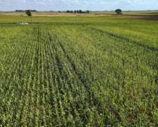 250 Ha Agrícolas Huinca Renanco