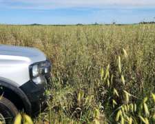 Se Ofrece Campo en Alquiler. Ruta 2. Ayacucho