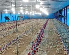 Granja Avícola. 92.000 Pollos Entre Rios
