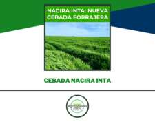 Nueva Cebada Forrajera Nacira Inta