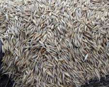 Avena Bolsa O Granel 7 $/kg