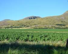 Campo Sierra de la Ventana