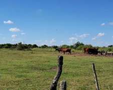1580 Hectareas en Venta Mixto en Arrufó, Santa FE