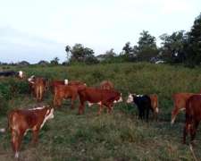 Terneros Machos y Hembras. Disponible