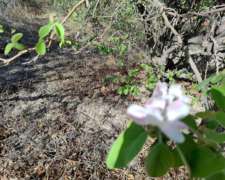Finca con Producción de UVA y Membrillos