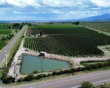 Finca Con Viñedos De Alta Calidad - El Cepillo , Mendoza