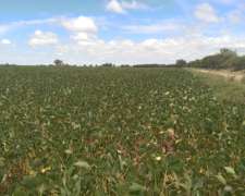 6 Has. Villa Constitución Santa FE, LUZ y Gas.