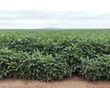 275 Has. Agrícolas Entre 7 de Abril y el Mojón, Santiago.