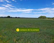 La Pampa - Venta - Estancia 4.500 Ha - Calden y Cultivo