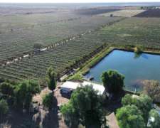 Finca de 43ha con Goteo Sobre Carril Zapata