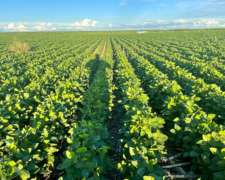 3200 Has. Agrícolas en Arrendamiento en Santiago