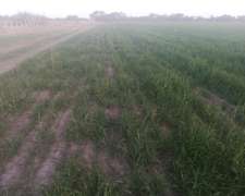 Vera 6000 Has Ganaderas STA FE