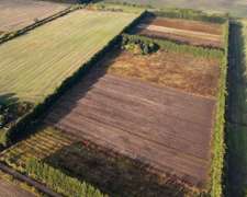 Campo con Monte de Durazno