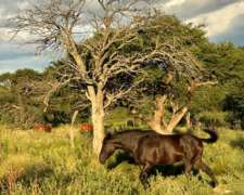 Saladillo (san Luis) 70 Has S/autopista