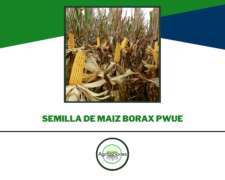 Semilla De Maiz Borax Pwue