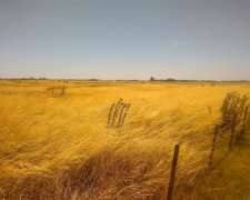 Ofrezco Arrendamiento 155 Has. Ganaderas Pergamino 100 Kg/ha