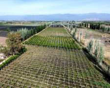 Finca 14 Ha el Pastal Mendoza. VID y Ciruelos