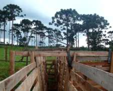 Monte Nativo, Selva Paranaense, Bosque Atlantico