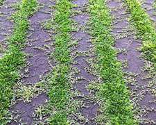 Maquinista / Tractorista - Zona Vicente Casares (sur Gba)