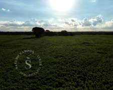 Venta Campo Agrícola. SA Pereyra, Santa FE. 115 HA.