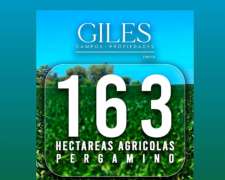 Campo 163 Has Agrícolas