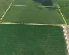 38 Has en Venado Tuerto. Suelo Clase 1 - IP: 87%.