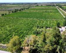 Finca en Venta 47.5 Ha Jocolí, Mendoza