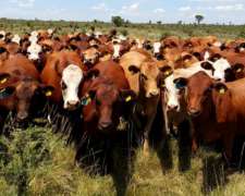 Cualtium Dervon 120 Vacas y Vaquillonas Invernada Buena