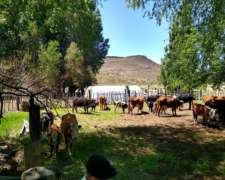 Collón Cura- 22555 HA- Neuquén